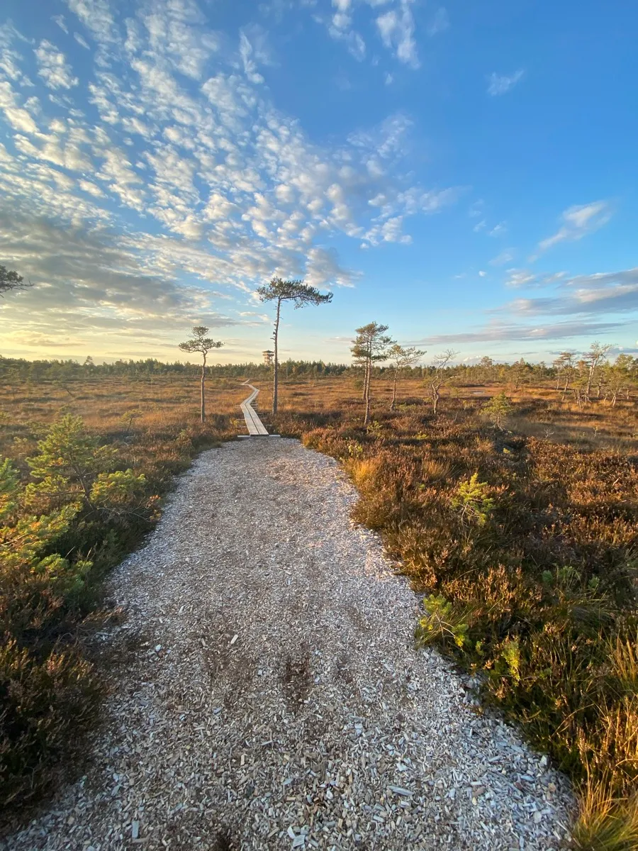 A wooden boardwalk trail winding through a bog at sunrise, a few pine trees scattered across the moss.