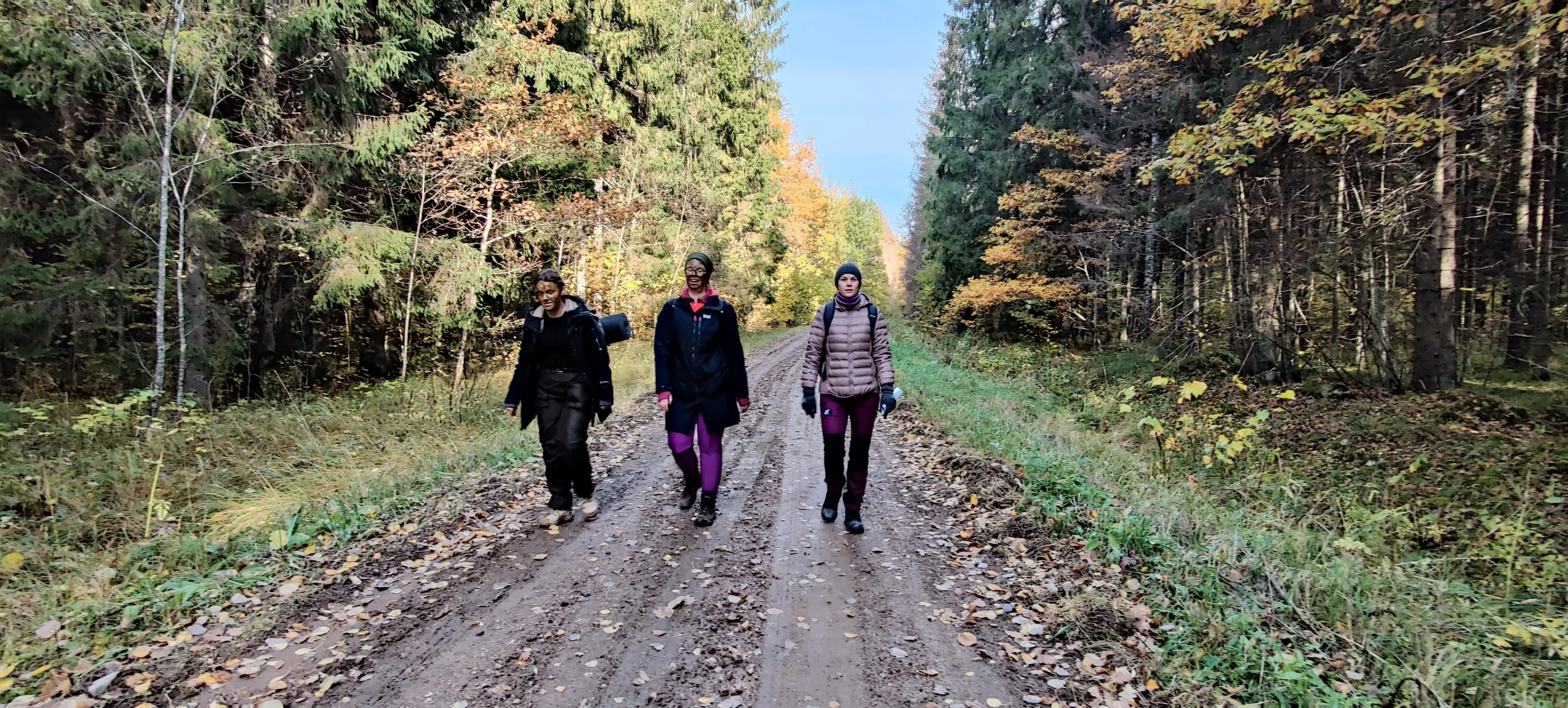 Three hikers walking down a dirt forest road in autumn, trees turning yellow on either side.